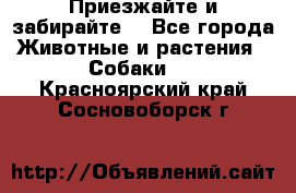Приезжайте и забирайте. - Все города Животные и растения » Собаки   . Красноярский край,Сосновоборск г.